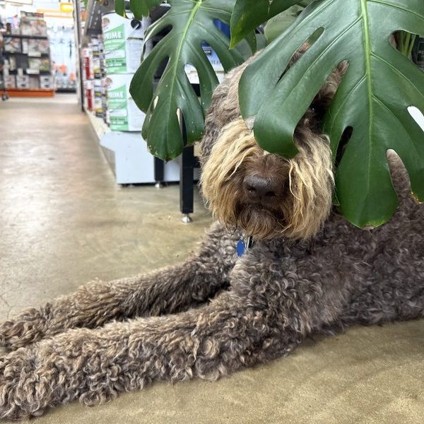 Herbert, a shaggy brown doodle, lying on the store floor with a monstera leaf draped over his head