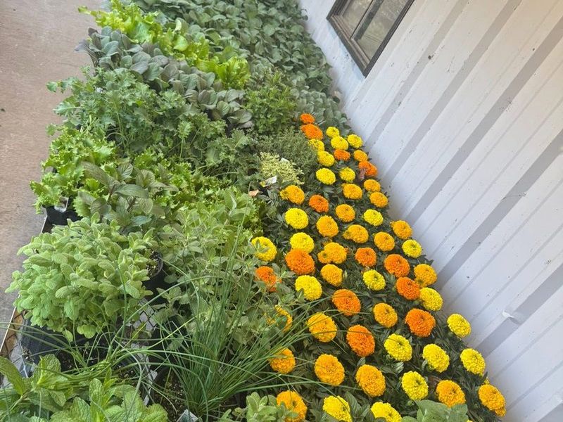 Flats of herbs and vegetable starts, mint, chives and lettuces, beside a bed of orange and yellow marigolds along the side of the store