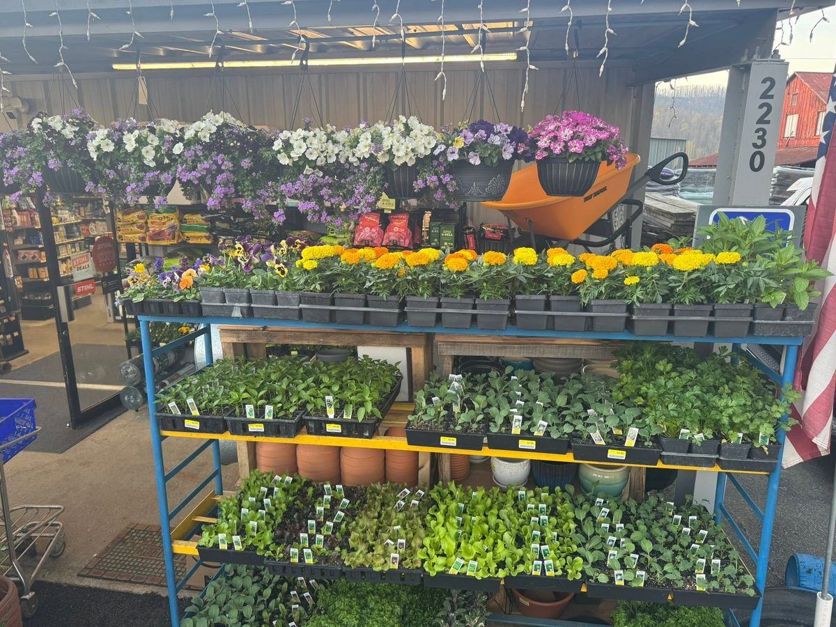 Under the porch roof by the door: hanging baskets of petunias above a rolling rack of marigolds, pansies and tagged vegetable starts
