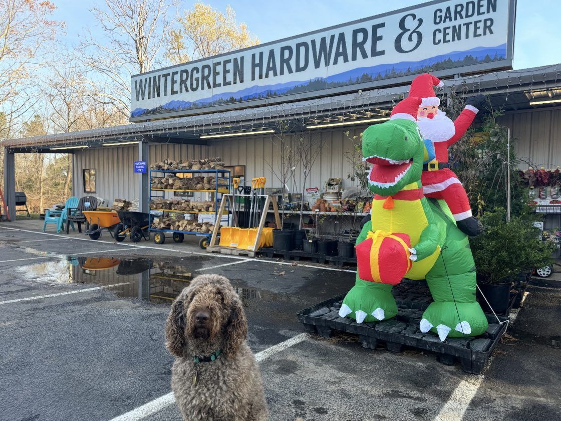 Herbert, a curly-coated doodle, sitting in the parking lot beside an inflatable green dinosaur carrying Santa and a gift